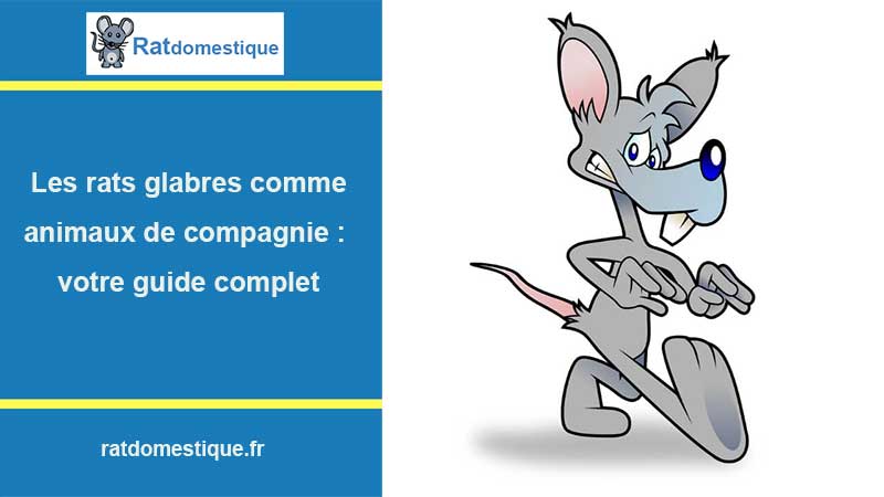 Rat sans poil pour animal de compagnie
