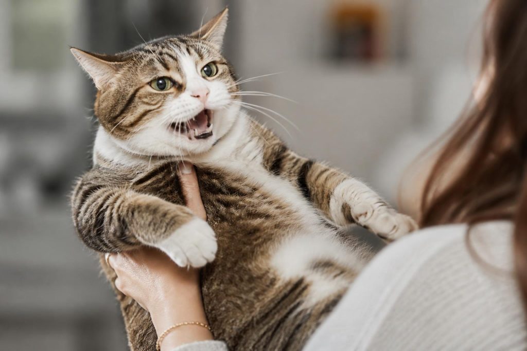 découvrez pourquoi certains chats n'aiment pas être portés et ce que cela révèle sur leur comportement et leur relation avec leur maître.