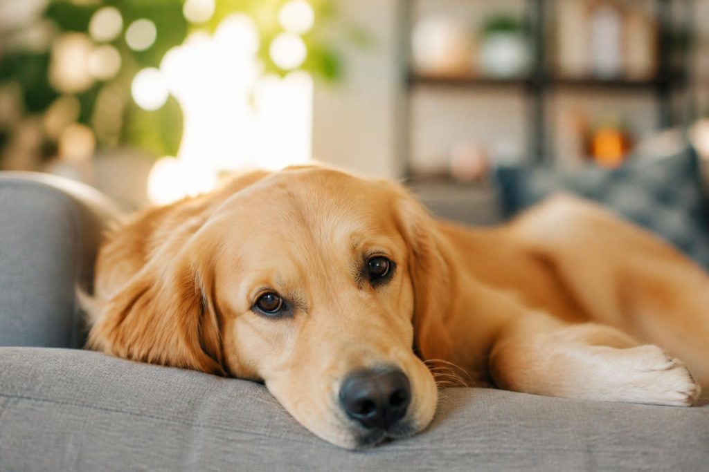découvrez quel chien choisir lorsque vous travaillez 8 heures par jour, avec des conseils pour trouver un compagnon adapté à votre rythme de vie et vos contraintes.